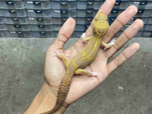 M-271 | ALBINO TREMPER BLACK NIGHT - JANTAN
