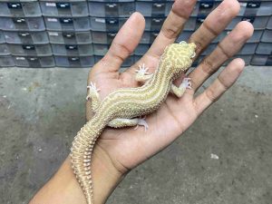 M-272 | ALBINO SUPER SNOW RAPTOR BLACK NIGHT - JANTAN