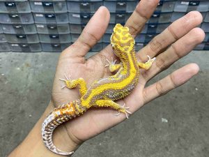 M-273 | ALBINO TREMPER BOLD STRIPE - JANTAN