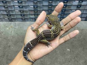 M-274 | BLACK NIGHT HET. MURPHY POSSIBLE HET. TREMPER - JANTAN