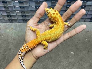 M-275 | EMERINE HET. TREMPER - JANTAN