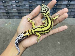 M-276 | BANDIT BOLD STRIPE POSSIBLE HET. TREMPER - JANTAN
