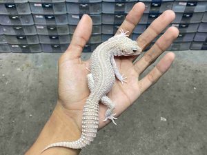 M-277 | ALBINO SUPER SNOW RAPTOR BLACK NIGHT - JANTAN