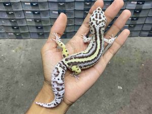 M-278 | MACK SNOW BOLD STRIPE POSSIBLE HET. TREMPER - JANTAN