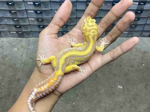 M-281 | ALBINO TREMPER LAVENDER BOLD STRIPE TEMBUS - JANTAN