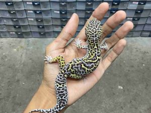 M-282 | MACK SNOW BLACK NIGHT HET. MURPHY POSSIBLE HET. TREMPER - JANTAN