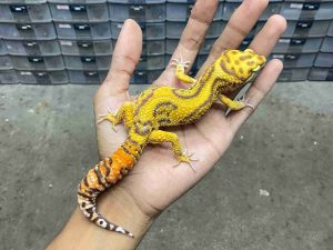 M-283 | ALBINO TREMPER JUNGLE - JANTAN