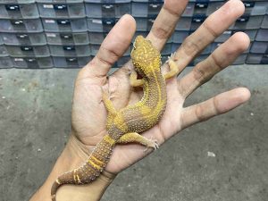 M-284 | ALBINO TREMPER BLACK NIGHT - JANTAN