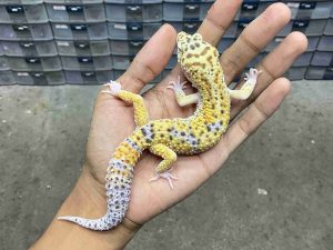 M-286 | HOT GECKO ECLIPSE HET. TREMPER - JANTAN