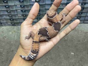 AFT-47 | BANDED HET. OREO POSSIBLE HET. PATTY - BETINA