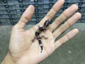 AFT-52 | BANDED STRIPE POSSIBLE HET. AMELANISTIC PATTY - INCUB. BETINA