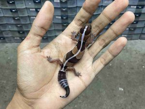 AFT-54 | BANDED STRIPE POSSIBLE HET. AMELANISTIC PATTY - JANTAN