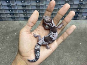 AFT-56 | OREO POSSIBLE HET. PATTY - BETINA