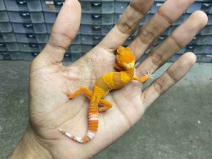 B-557 | ALBINO SUNGLOW TOMATO - INCUB. BETINA