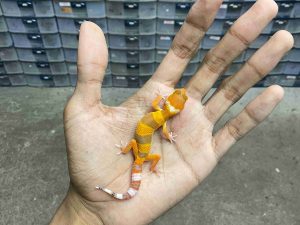 B-559 | SHTCTB LINE TOMATO HET. TREMPER - INCUB. JANTAN