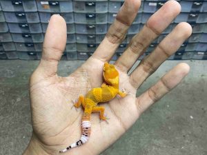 B-560 | SHTCTB LINE TOMATO HET. TREMPER - INCUB. JANTAN